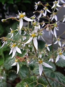 �����̉ԁ@��̉�