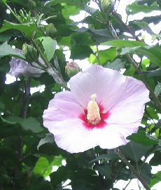 �����̉ԁ@�؞�