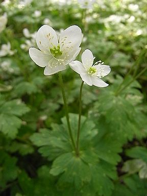 �����̉ԁ@��֑�