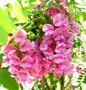 �����̉ԁ@�Ԟ�