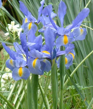 �����̉ԁ@�}�[�K���b�g