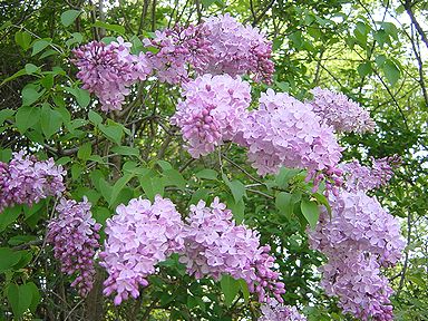 �����̉ԁ@���C���b�N