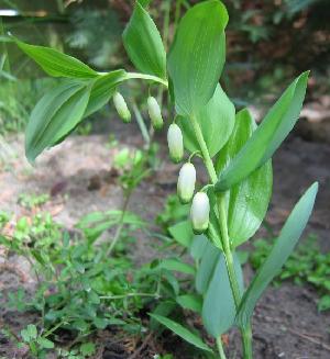 �����̉ԁ@�A�}�h�R��