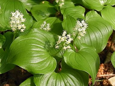 �����̉ԁ@�}�C�Y���\�E