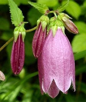 �����̉ԁ@�z�^���u�N��