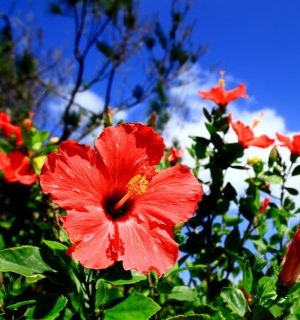 �����̉ԁ@�n�C�r�X�J�X