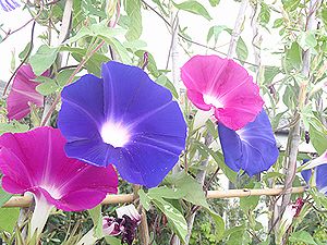 �����̉ԁ@����