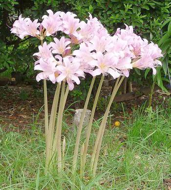 �����̉ԁ@�Đ���