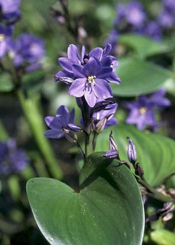 �����̉ԁ@����