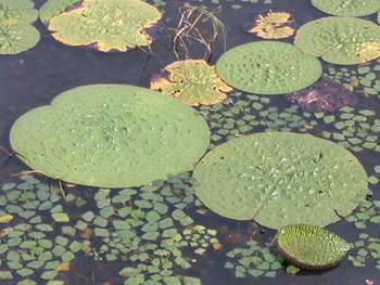 �����̉ԁ@�S�@