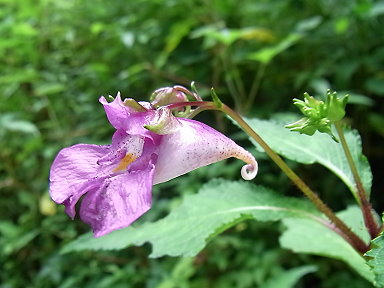 �����̉ԁ@�ޑD��