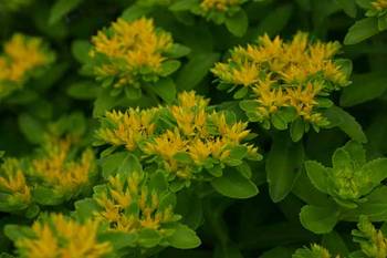 �����̉ԁ@�ٌc��