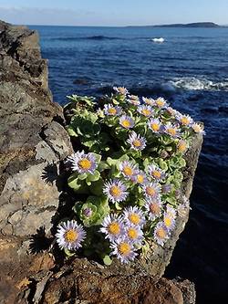 �����̉ԁ@�_���}�M�N