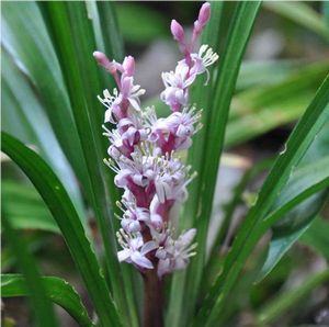 �����̉ԁ@�L�`�W���E�\�E