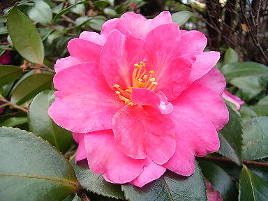 �����̉ԁ@����