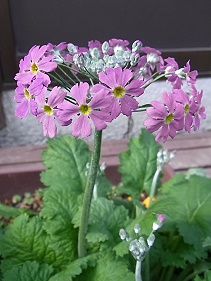 �����̉ԁ@���m����