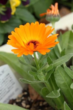 �����̉ԁ@�M�������E�o�C