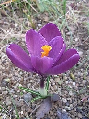 �����̉ԁ@�N���b�J�X