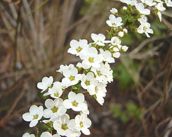 �����̉ԁ@���