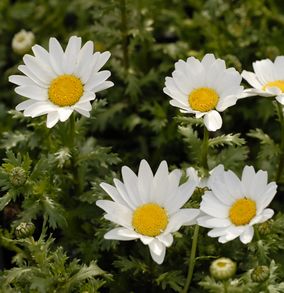 �����̉ԁ@�m�[�X�|�[��