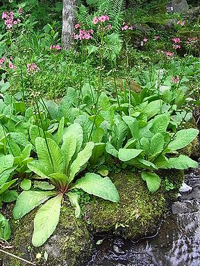 �����̉ԁ@�N�����\�E