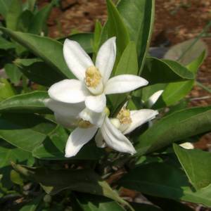 �����̉ԁ@�~�J��