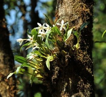 �����̉ԁ@�Z�b�R�N