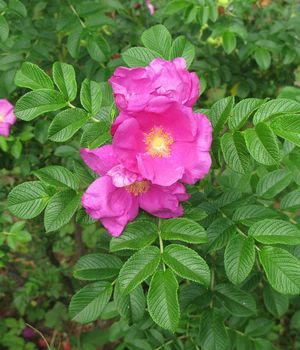 �����̉ԁ@�n�}�i�X