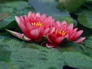 �����̉ԁ@�X�C����