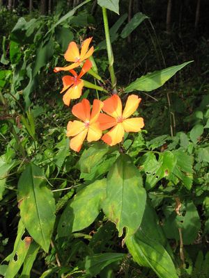 �����̉ԁ@�ߍ��剥