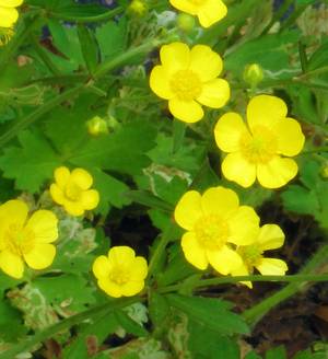 �����̉ԁ@�卪��