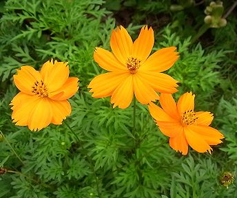 �����̉ԁ@���ԃR�X���X