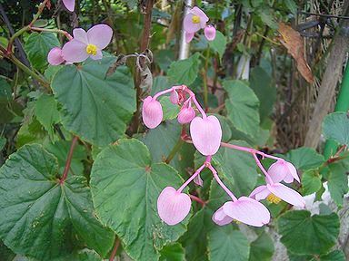 今日の花 秋海棠