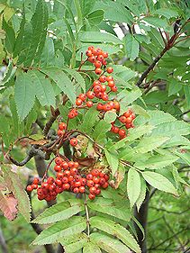 今日の花 ナナカマド