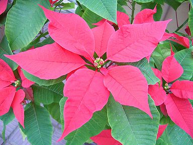 �����̉ԁ@�|�C���Z�`�A