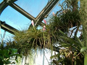 �����̉ԁ@�n�i�A�i�i�X