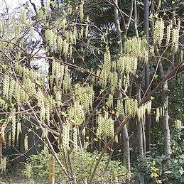 �����̉ԁ@�L�u�V