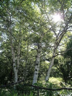 �����̉ԁ@�L�u�V