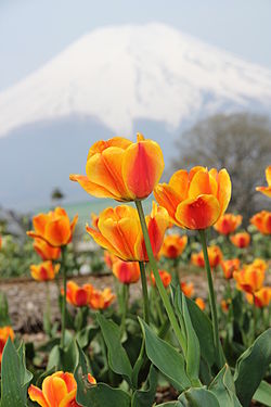 �����̉ԁ@�`���[���b�v