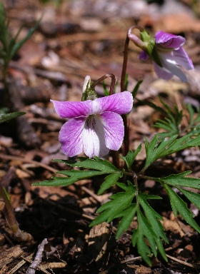 �����̉ԁ@�G�C�U���X�~��