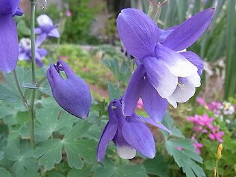 �����̉ԁ@�I�_�}�L