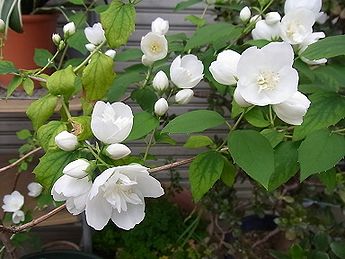 �����̉ԁ@�~�ԋ��