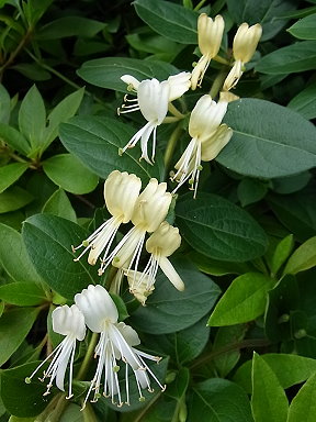 �����̉ԁ@�E�~(����������)