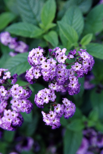 �����̉ԁ@�w���I�g���[�v