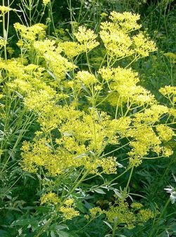 �����̉ԁ@���ڂ���