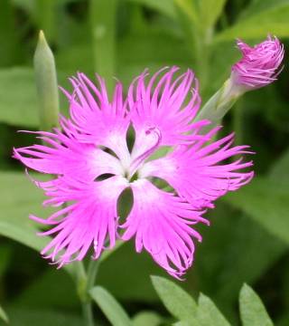 �����̉ԁ@�J�����i�f�V�R