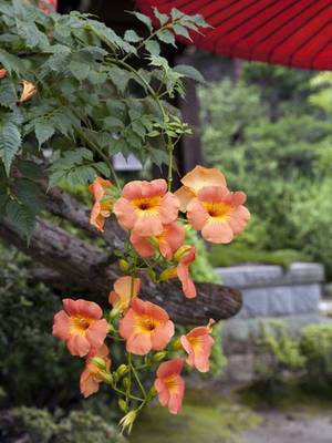 �����̉ԁ@�̂����񂩂���