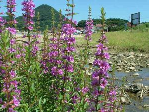 �����̉ԁ@�~�\�n�M