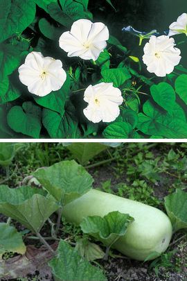 �����̉ԁ@���E�K�I