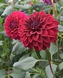 �����̉ԁ@�_���A